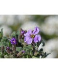 Aubrieta hybrida `Cascade Blue`